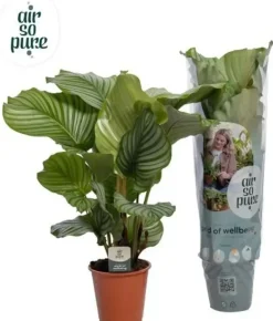 Calathea 'Orbifolia' (Pauwenplant) 85cm