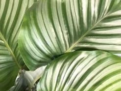 Calathea 'Orbifolia' (Pauwenplant) 85cm