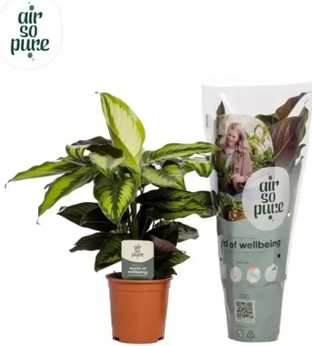 Calathea 'Pinstripe' (Pauwenplant) 50cm