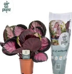 Calathea 'Roseo Crimson' (Pauwenplant) 50cm