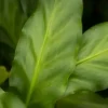 Calathea rufibarba 'Miroscha' (Pauwenplant) 50cm