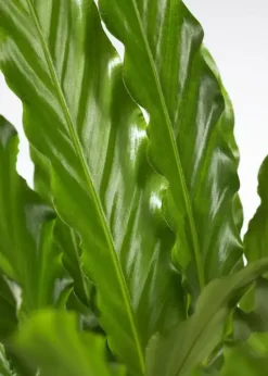 Calathea rufibarba 'Miroscha' (Pauwenplant) 50cm