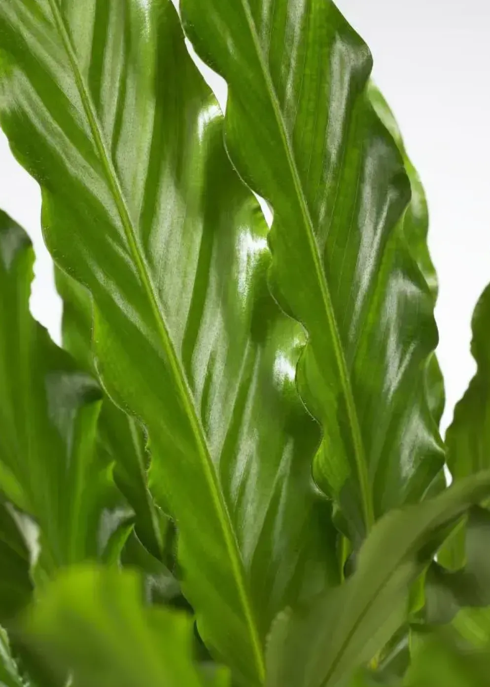 Calathea rufibarba 'Miroscha' (Pauwenplant) 50cm