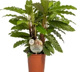 Calathea rufibarba 'Miroscha' (Pauwenplant) 50cm