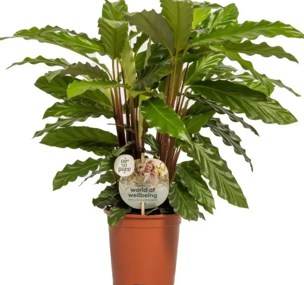 Calathea rufibarba 'Miroscha' (Pauwenplant) 50cm