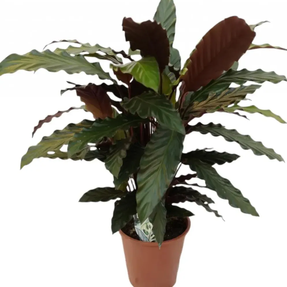Calathea rufibarba (Pauwenplant) 60cm
