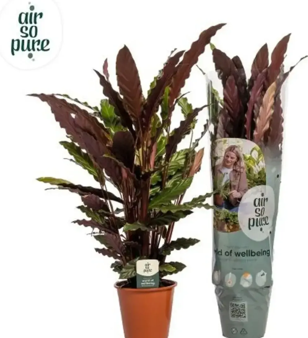 Calathea rufibarba (Pauwenplant) 85cm