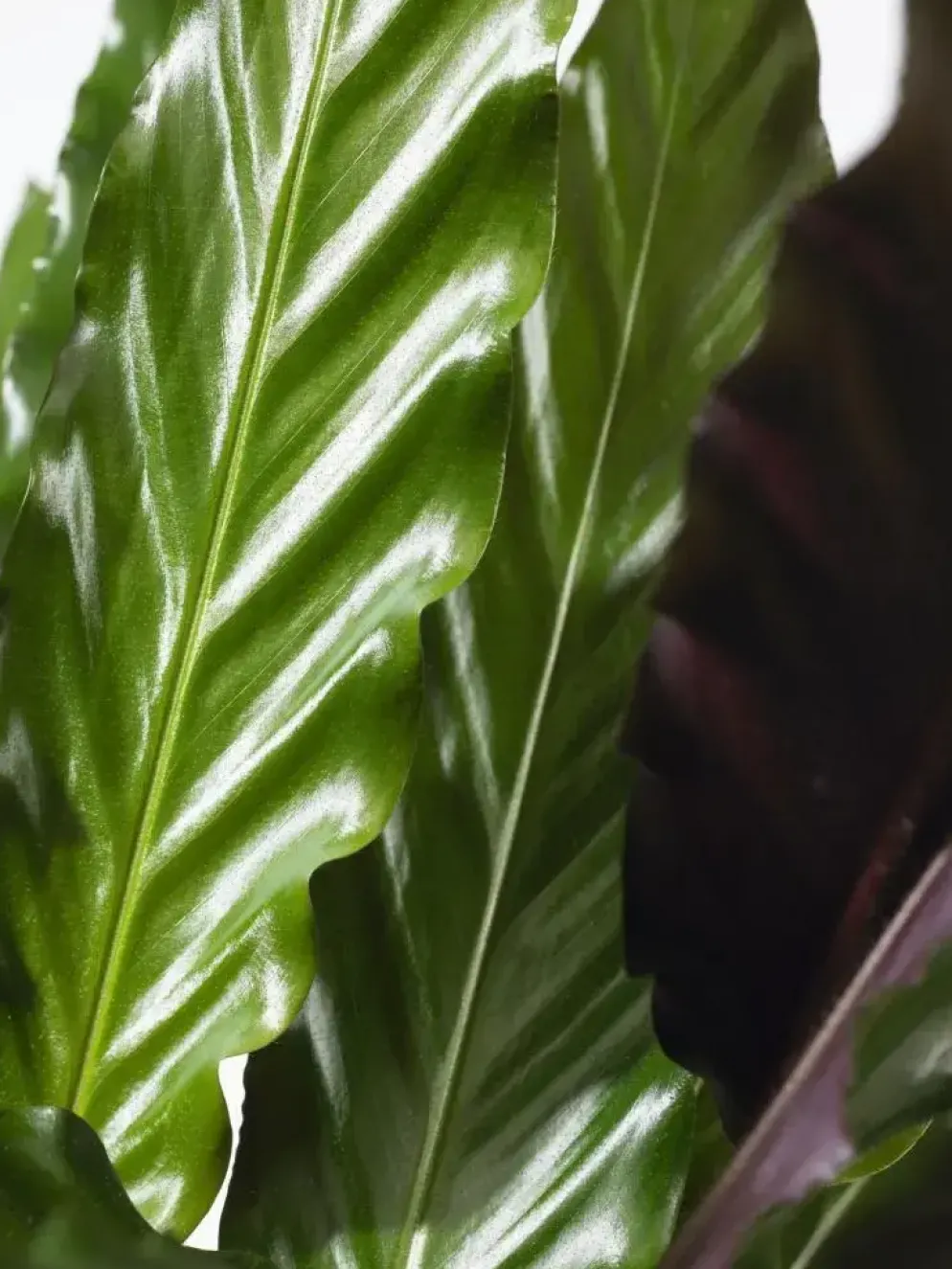 Calathea rufibarba (Pauwenplant) 85cm