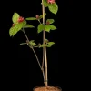 Calycanthus x raulstonii 'Hartlage Wine' (Calycanthus 'Hartlage Wine')