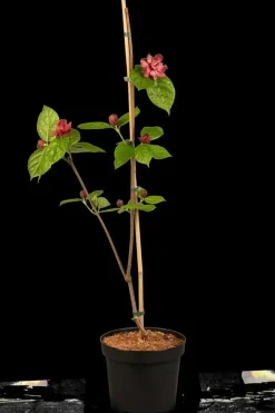 Calycanthus x raulstonii 'Hartlage Wine' (Calycanthus 'Hartlage Wine')