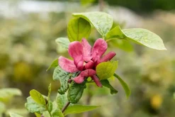 Calycanthus x raulstonii 'Hartlage Wine' (Calycanthus 'Hartlage Wine')