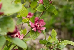 Calycanthus x raulstonii 'Hartlage Wine' (Calycanthus 'Hartlage Wine')