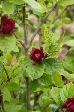 Calycanthus x raulstonii 'Hartlage Wine' (Calycanthus 'Hartlage Wine')