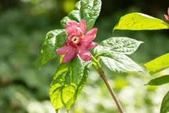 Calycanthus x raulstonii 'Hartlage Wine' (Calycanthus 'Hartlage Wine')