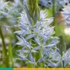 Camassia cusickii 2 stuks