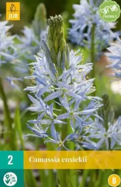 Camassia cusickii 2 stuks
