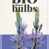 Camassia leichtlinii Caerulea 2 stuks biologisch geteeld