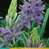 Camassia Leichtlinii 2 stuks