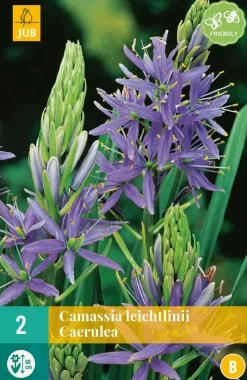 Camassia Leichtlinii 2 stuks