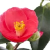 Camellia japonica (Japanse Roos)