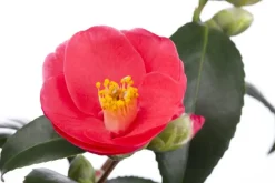 Camellia japonica (Japanse Roos)