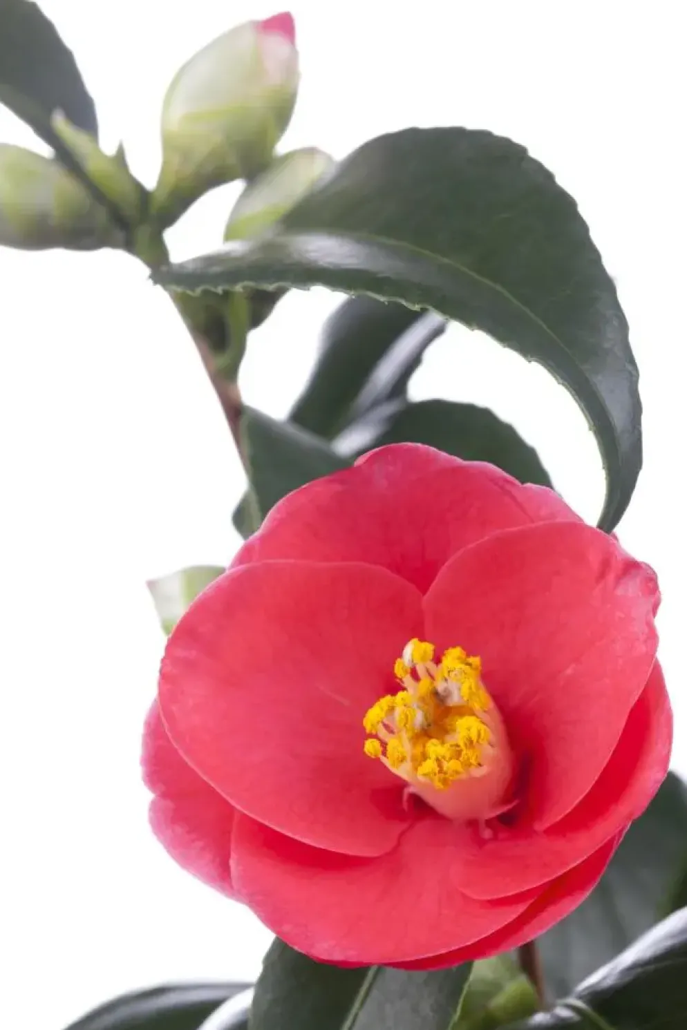 Camellia japonica (Japanse Roos)
