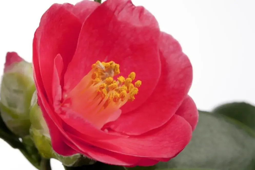 Camellia japonica (Japanse Roos)