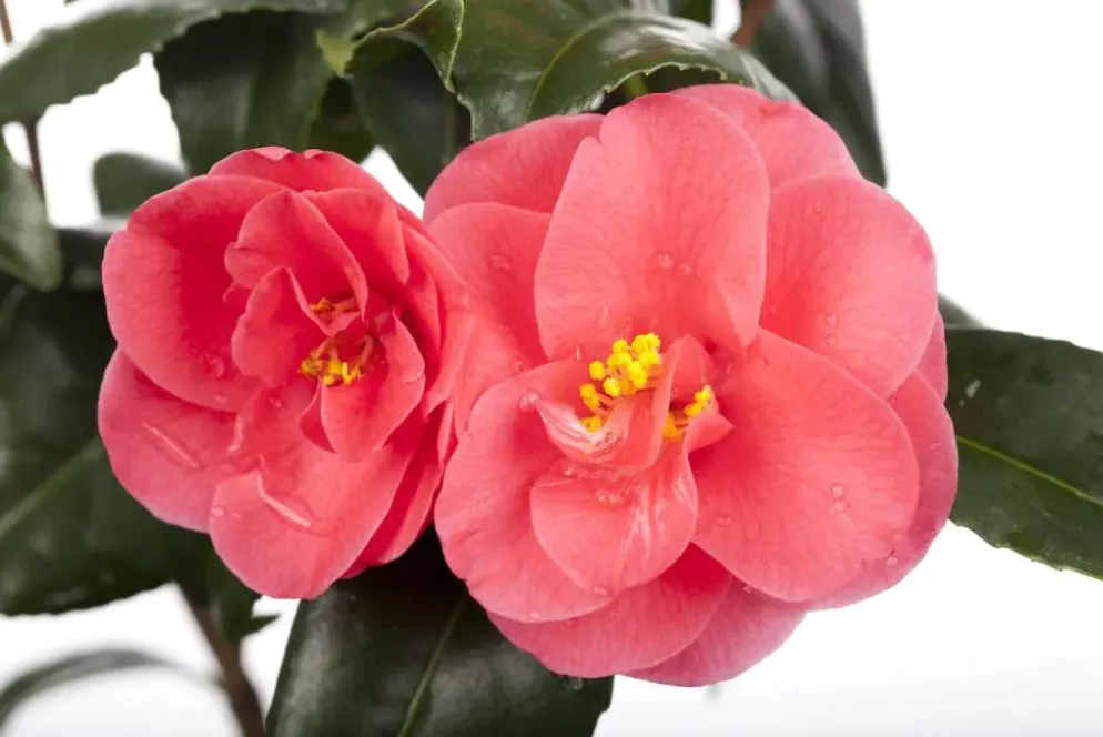 Camellia japonica (Japanse Roos)