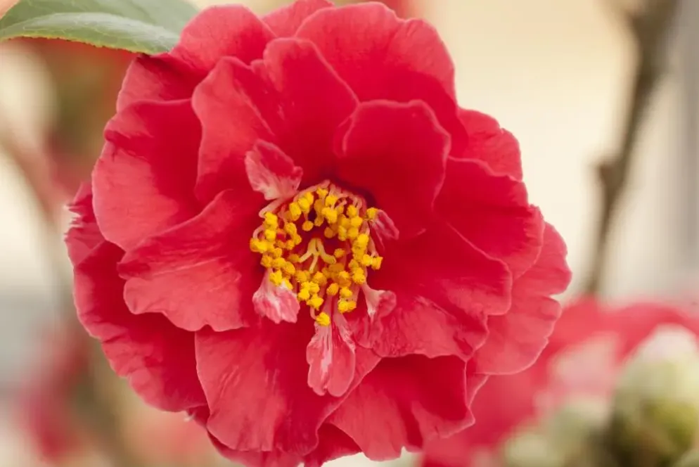 Camellia japonica (Japanse Roos)