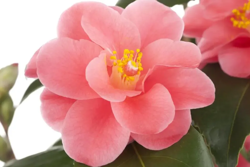 Camellia japonica (Japanse Roos)