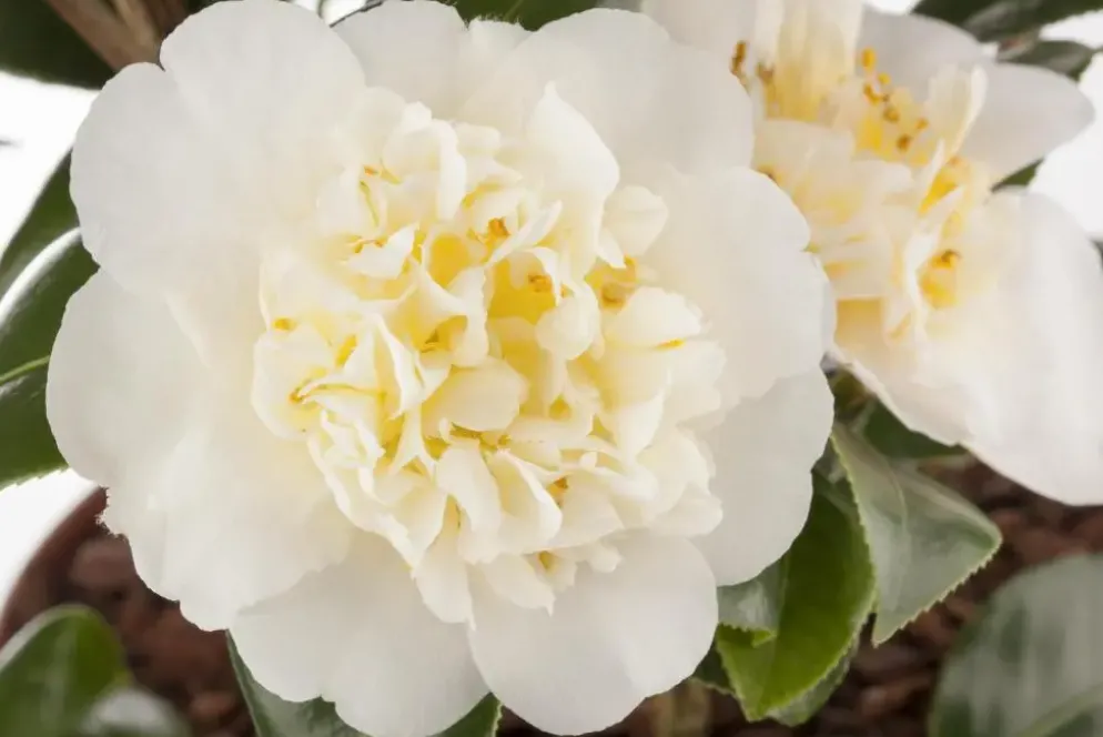 Camellia japonica (Japanse Roos)