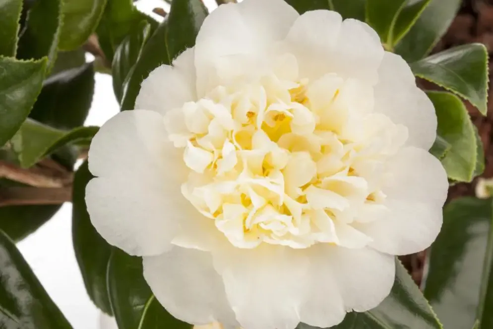 Camellia japonica (Japanse Roos)