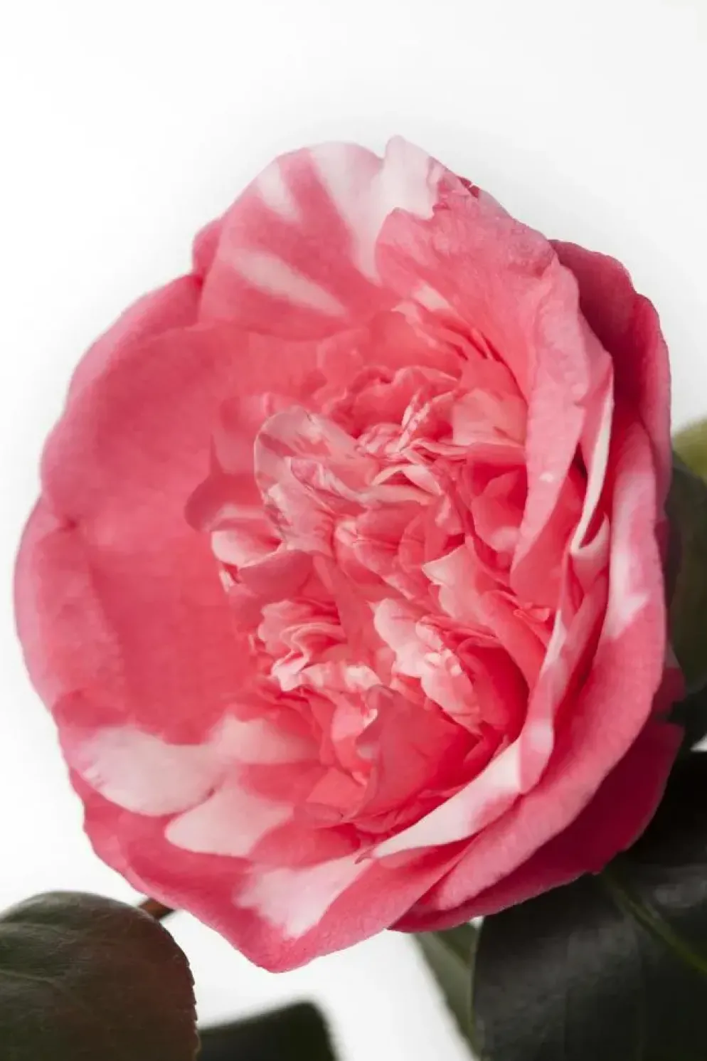 Camellia japonica (Japanse Roos)