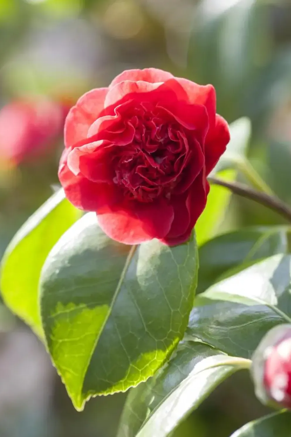 Camellia japonica (Japanse Roos)