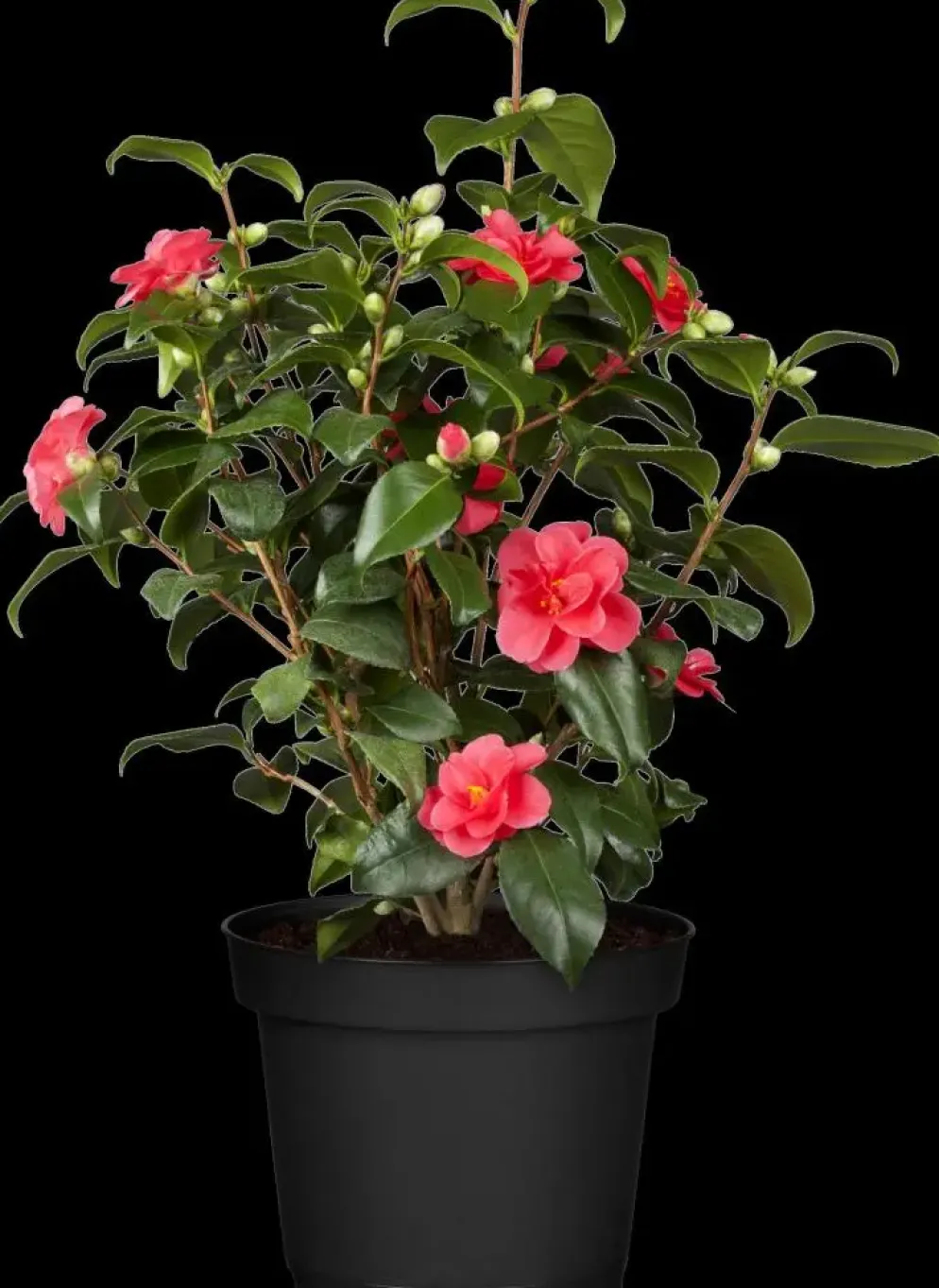 Camellia japonica (Japanse Roos)