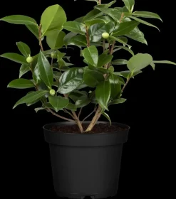 Camellia japonica (Japanse Roos)