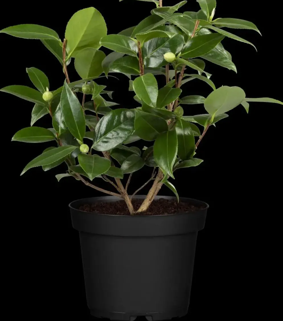 Camellia japonica (Japanse Roos)