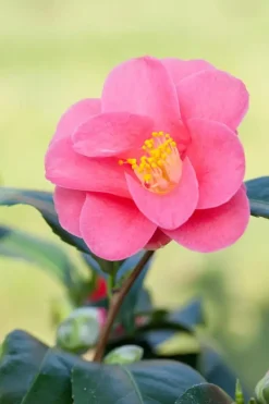 Camellia japonica (Japanse Roos)
