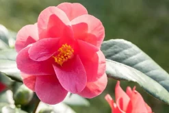 Camellia japonica (Japanse Roos)