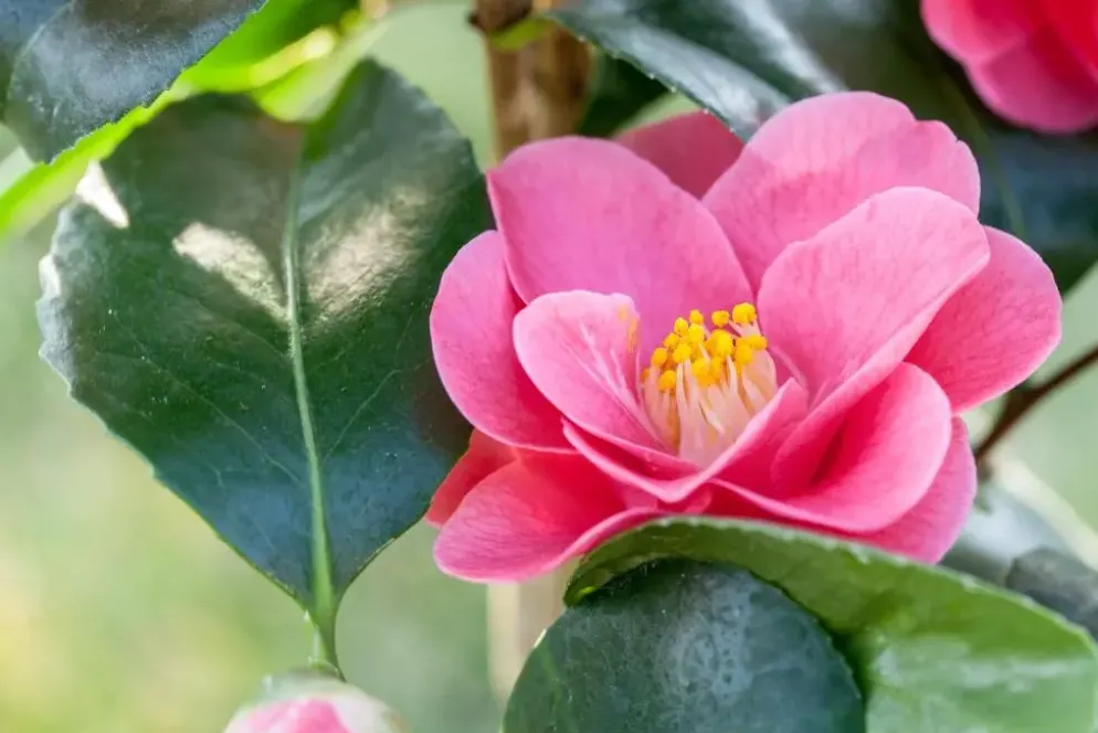 Camellia japonica (Japanse Roos)