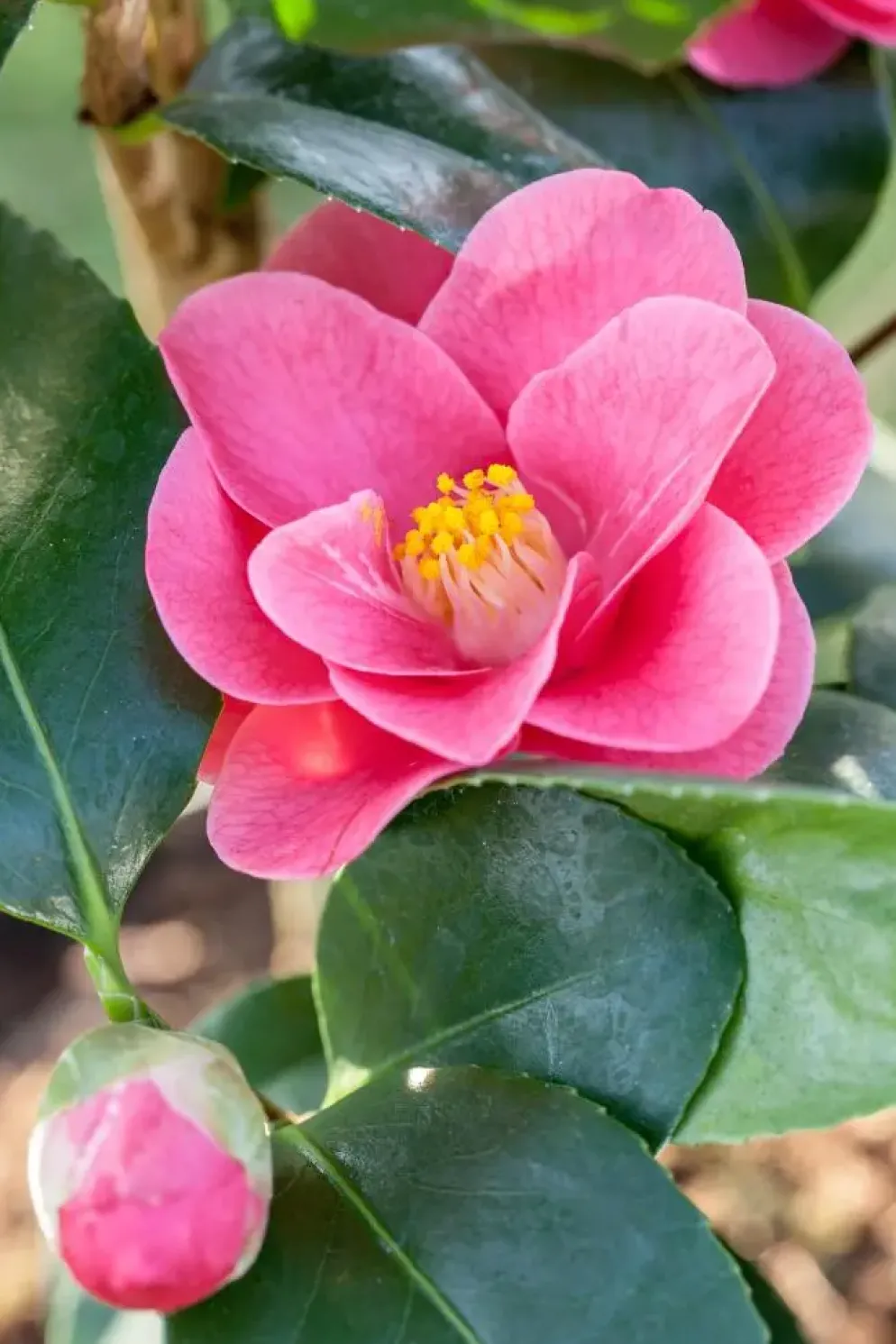 Camellia japonica (Japanse Roos)
