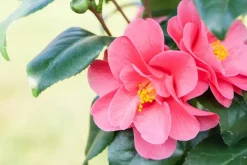 Camellia japonica (Japanse Roos)