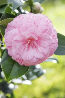 Camellia japonica (Japanse Roos)