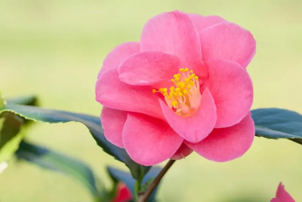 Camellia japonica (Japanse Roos)