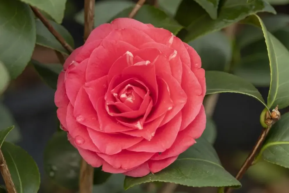Camellia japonica (Japanse Roos)