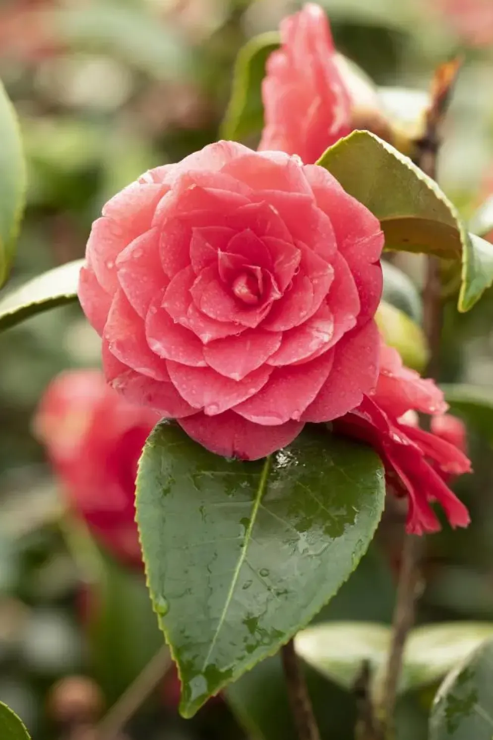 Camellia japonica (Japanse Roos)