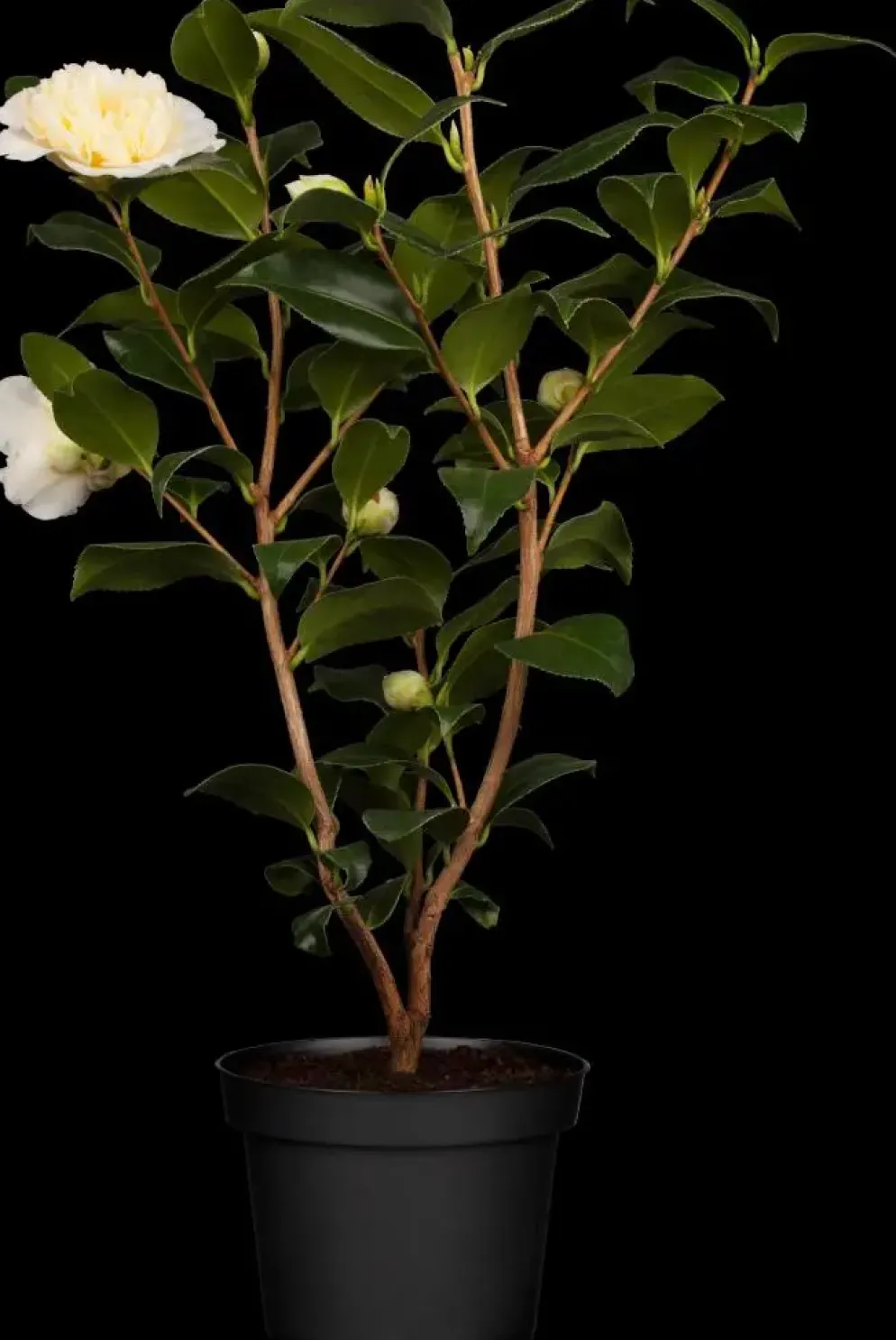 Camellia japonica (Japanse Roos)