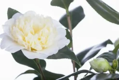 Camellia japonica (Japanse Roos)