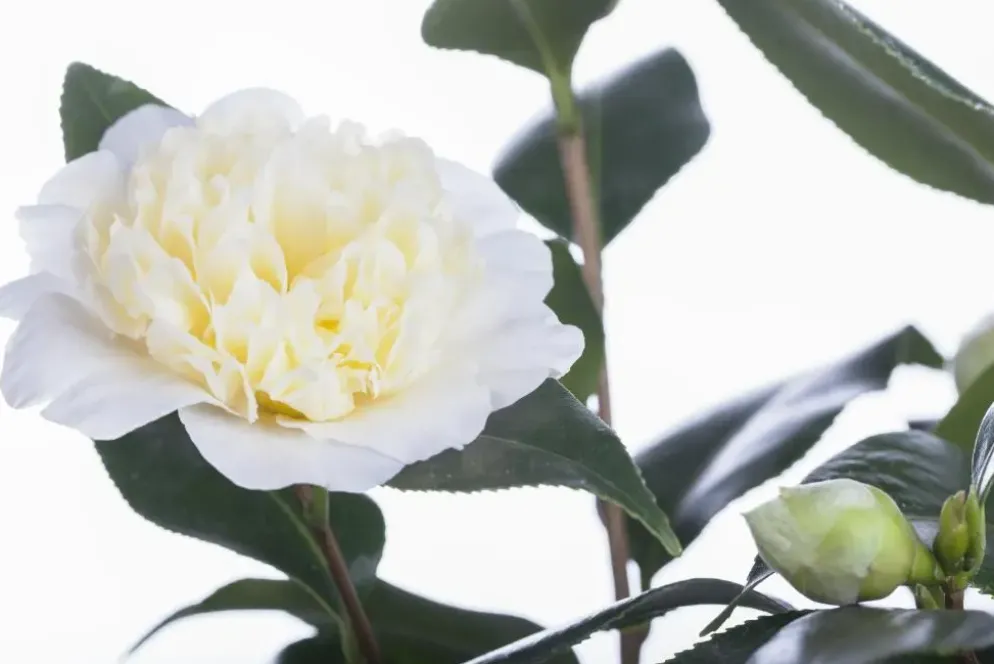 Camellia japonica (Japanse Roos)