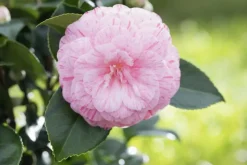 Camellia japonica (Japanse Roos)